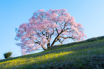 上ノ平城跡の一本桜