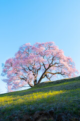 上ノ平城跡の一本桜