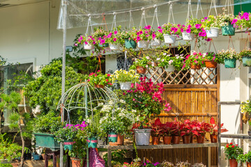 colourful petunia flowers hanging in garden