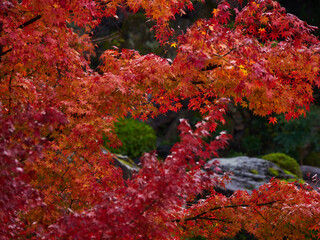 冬の京都の観光地のお寺の紅葉の風景