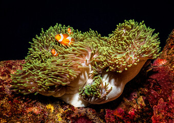 Eye level with three Clark's anemonefish looking out from their host anemone.