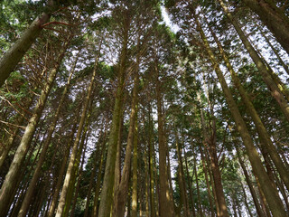 冬の日本の山の杉の森の風景
