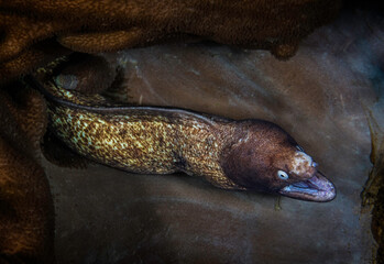Looking down on a Greyface Moray Eel (Gymnothorax thyrsoideus) sat on hard coral.