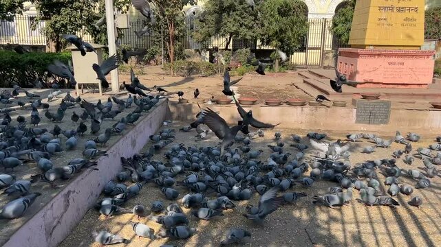 Flock of pigeons feeding on a streetside on a sunny day in Main Chowk, Chandni Chowk, Delhi, India