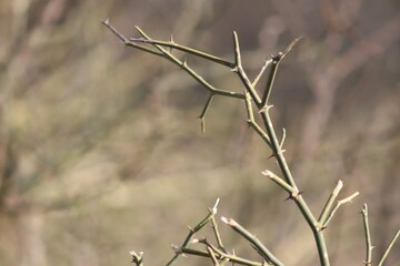 Tree Branches Silhouetted Against a Bokeh Background