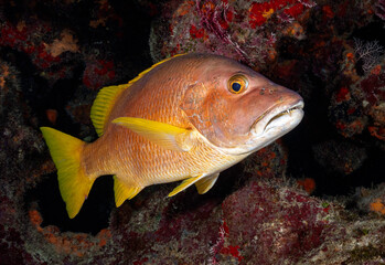 Eye level with a Schoolmaster Snapper (Lutjanus apodus). Background is a mixture of red coloured...