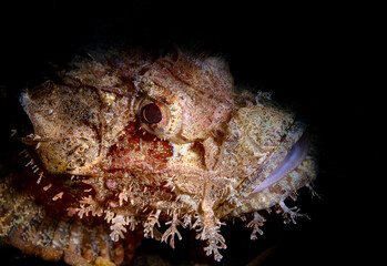 Obraz premium Close up of a Scorpionfish (Scorpaenidae)