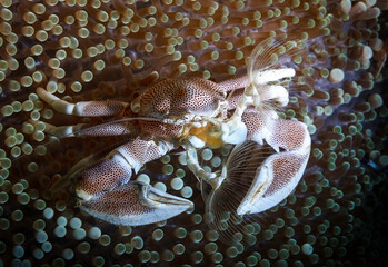 Eye level with a Porcelain Crab (Petrolisthes galathinus) on host anemone.