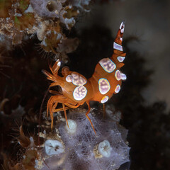 Looking down on a Squat Anemone Shrimp (Thor amboinensis).