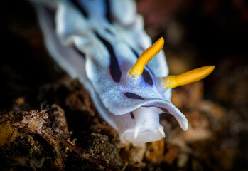 Eye level with Willan's Nudibranch (Chromodoris willani).