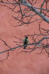 Bird on a branch. Animal concept. High quality photo