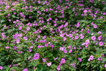 A vibrant carpet of pink Impatiens flowers in full bloom, creating a beautiful and colorful natural scene.