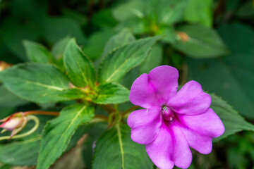 A close-up of a vibrant pink Impatiens flower with delicate petals and a contrasting green leaf background