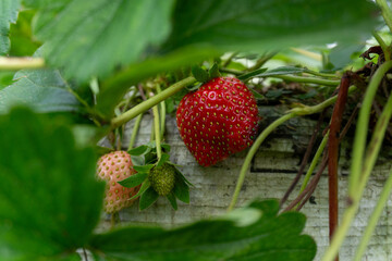 A close-up of a ripe, juicy strawberry hanging from a vine, illuminated by sunlight.
