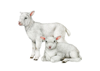 Couple of lambs vintage style realistic detailed illustration on white background. Hand drawn two cute baby sheep farm animal. Perfect for farm themed designs, Easter decor and countryside projects