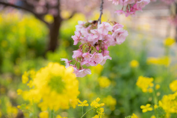 早咲きの河津桜と菜の花