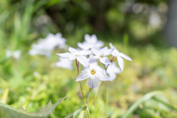 庭に咲く美しい白い花