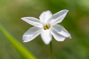 庭に咲く美しい白い花