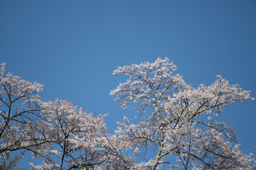 青空と満開の桜
