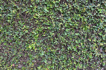 View of a climbing fig vine growing on the surface of a garden wall