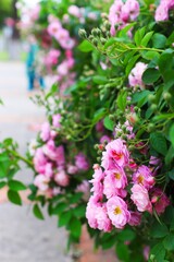 Beautiful Bouquet of Pink Roses in a Lush Garden - Nature Photography