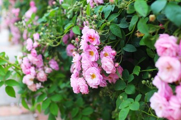 Fototapeta premium Exquisite Bouquet of Pink Roses in a Blossoming Garden – Nature’s Beauty Captured