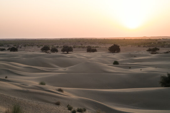 Thar desert with sand dunes at sunset, Jaisalmer, Rajasthan, India