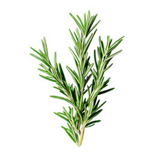 Fototapeta premium Top View of a Fresh Rosemary Sprig Isolated on a White Background for Culinary and Aromatherapy Uses Transparent background