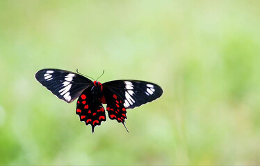 butterfly on the grass