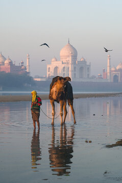 Old man with camel in the water in front of Taj Mahal at sunrise, Agra, Uttar Pradesh, India