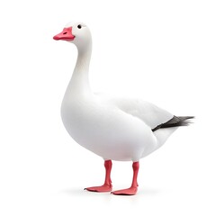 Fototapeta premium A detailed, full-shot of a snow goose, presented against a clean white background.
