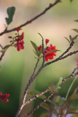 red berries on a branch