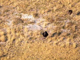 Two ostriches at the ostrich egg nest with three eggs in the Okovango Delta.