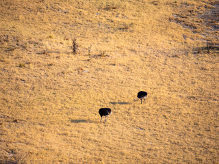 Two ostriches in the savannah in the Okovango Delta.