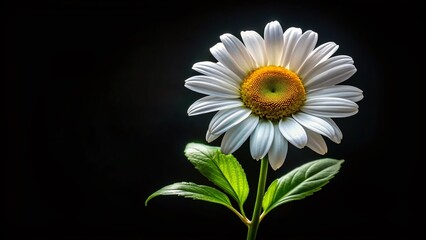 Obraz premium Single Daisy Flower, Black Background, High-Quality Image