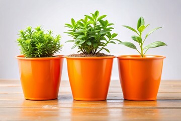 Obraz premium Three Orange Potted Plants - Vibrant Garden Scene