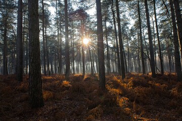 Obraz premium the sun tries hard to get its rays into the forest