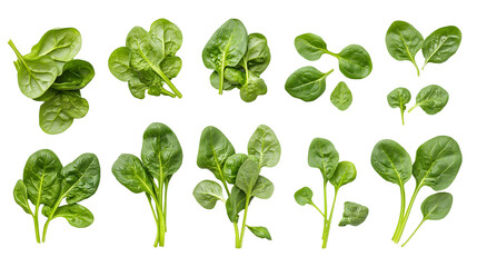 Spinach Leaves Isolated on Transparent Background png