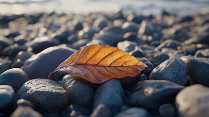Solitary Autumn Leaf on a Rocky Shore