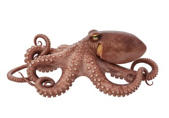 Obraz premium octopus on white background 