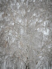 winter landscape, birch tree in frost