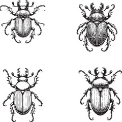 Detailed Beetle Illustrations