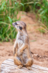 Meerkat, Suricata suricatta, on hind legs. Portrait of meerkat standing on hind legs with alert expression. Portrait of a funny meerkat sitting on its hind legs.