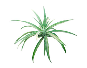 air plant close up photography on transparent background, A Top-Down View of Vibrant Green Leaves Radiating Outward, green color spider plant on png,  leaf isolated on white, air tree isolated, 