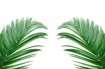 two palm leaves frame on a transparent background, Betel nut tree branch with green leaves mockup on a transparent background,  Betel nut tree branch set, green palm leaf frame, 