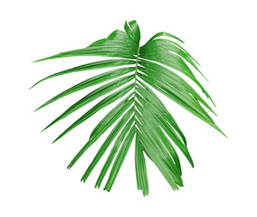 green palm tree branch isolated on white background, A Green Betel nut tree branch on transparent background, a palm tree with leaves on a transparent background