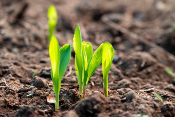 corn new sprout, new corn crop in the field in spring, corn plants germinate grow in a field