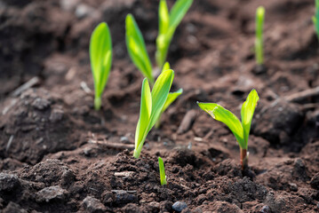 corn new sprout, new corn crop in the field in spring, corn plants germinate grow in a field