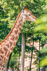 Close-up giraffe head on green leaves background