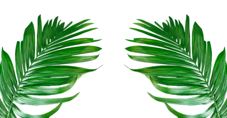 two palm leaves frame on a transparent background, Betel nut tree branch with green leaves mockup on a transparent background,  Betel nut tree branch set, green palm leaf frame, 